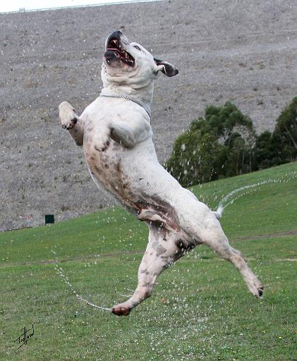 Staffordshire Bull Terrier 9Y773D-359.JPG